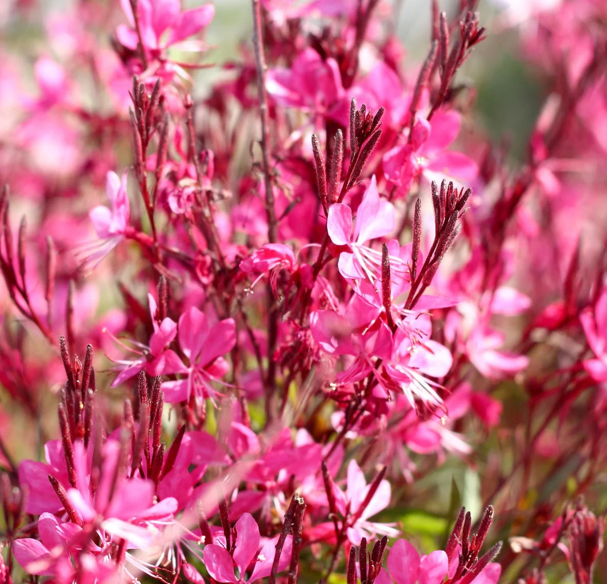 Gaura Pink (Gaura spp.)