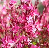 Gaura Pink (Gaura spp.)