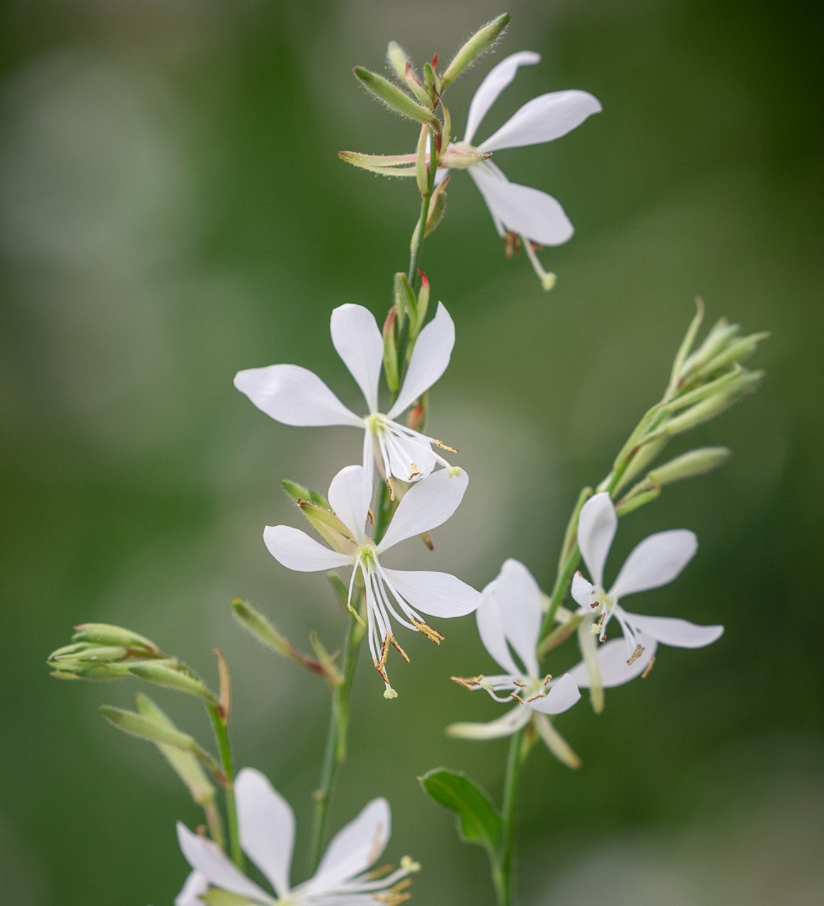 Gaura So White (Gaura lindheimeri) - Ladybird Nursery