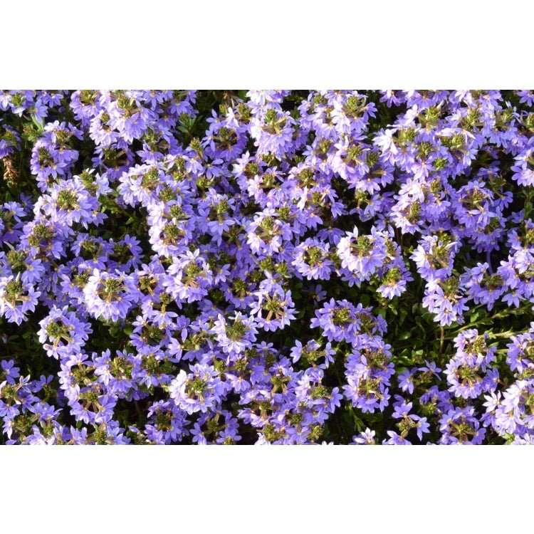Fan Flower Purple Fanfare (Scaevola aemula) - Ladybird Nursery