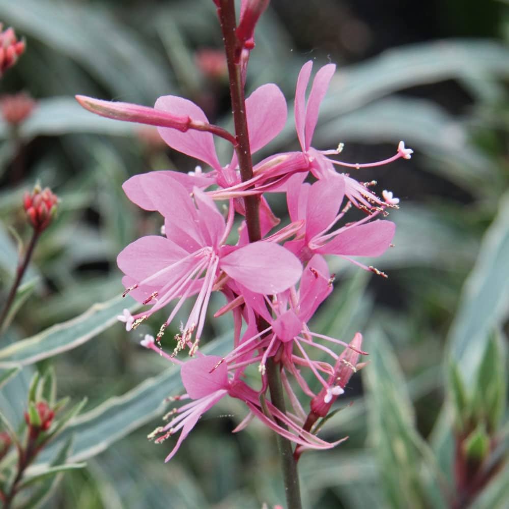Gaura Variegated Pink (Gaura spp.)