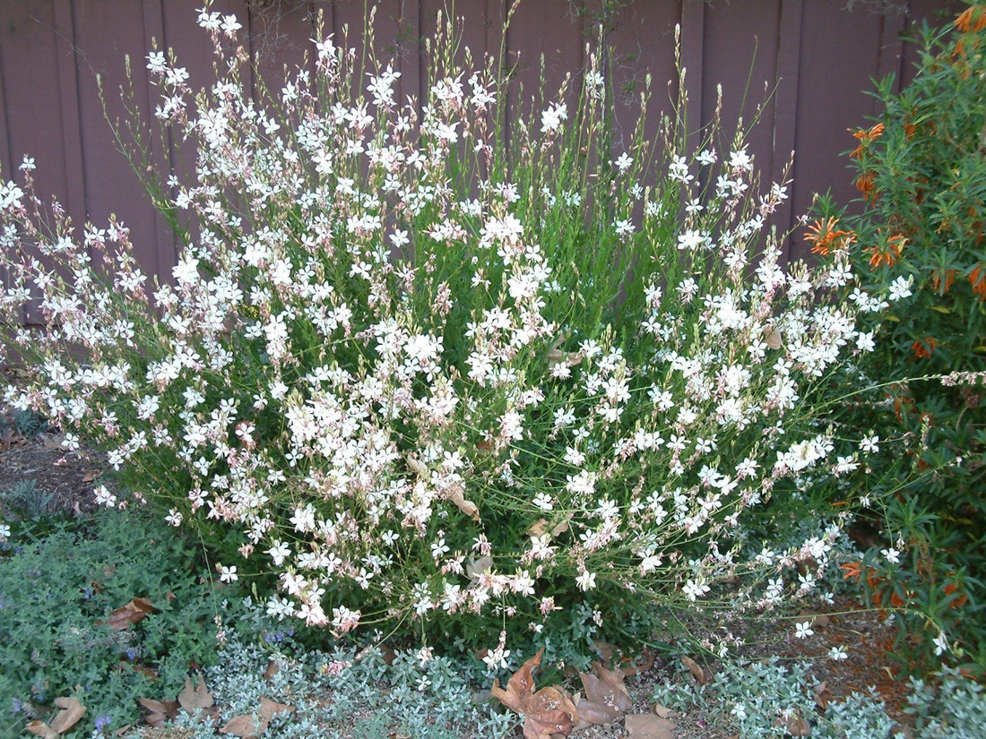 Gaura White (Gaura lindheimeri) - Ladybird Nursery