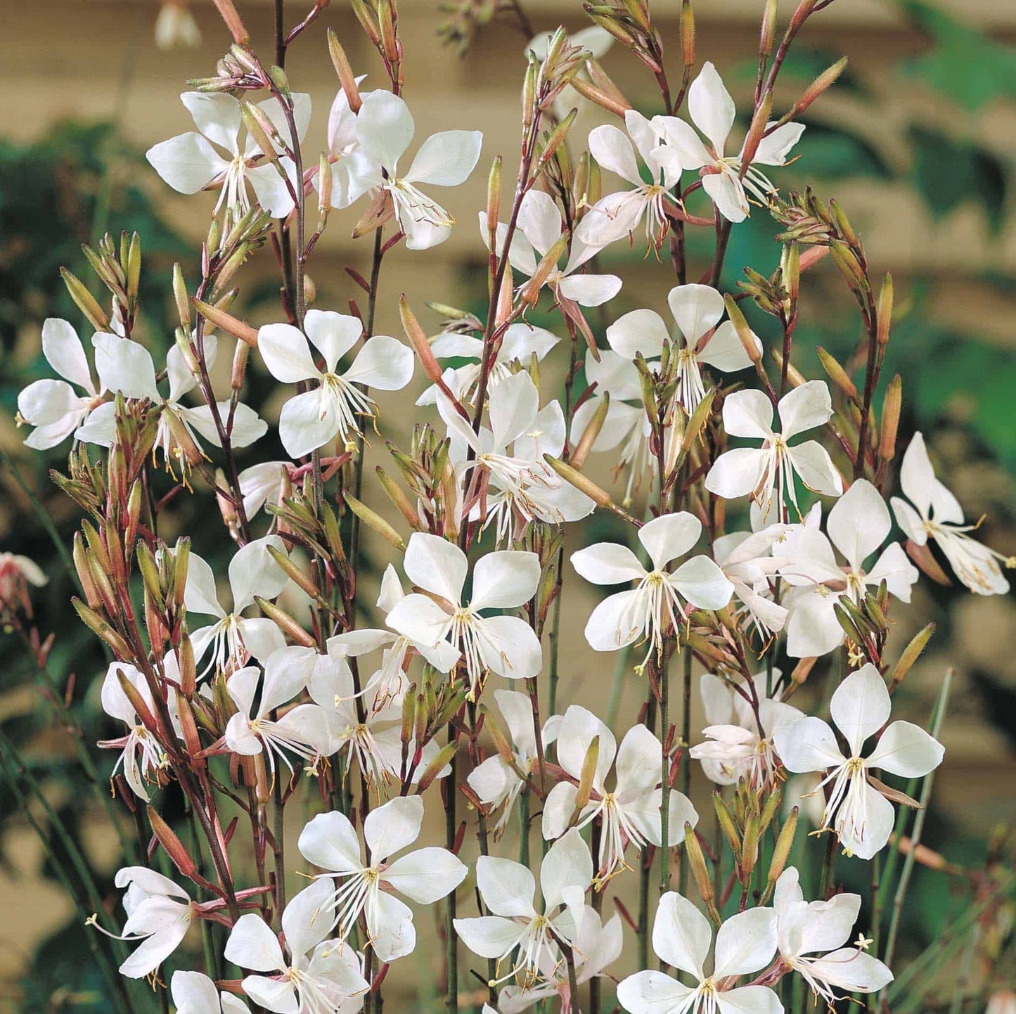 Gaura White (Gaura spp.)