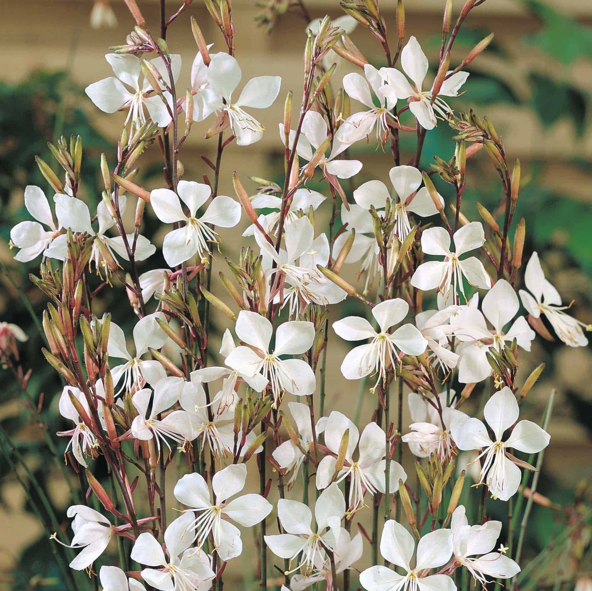 Gaura White (Gaura spp.)