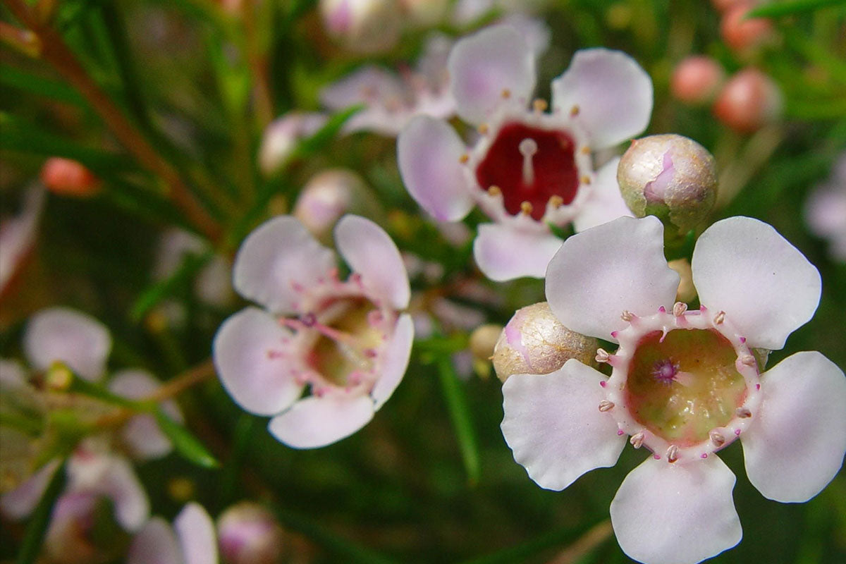 Geraldton Wax (Chamelaucium)