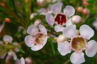 Geraldton Wax (Chamelaucium) - Ladybird Nursery