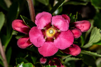 Geraldton Wax Cha Cha (Chamelaucium) - Ladybird Nursery