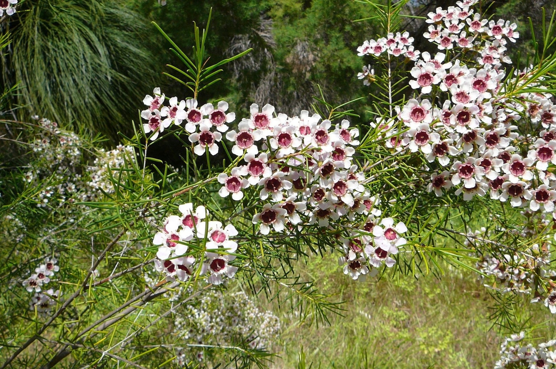 Geraldton Wax Chantily Lace (Chamelaucium)