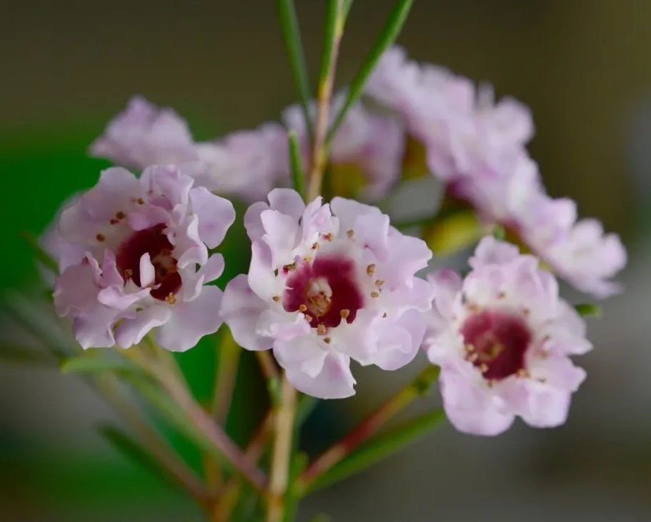 Geraldton Wax Early Pink (Chamelaucium)