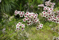 Geraldton Wax Ice Queen (Chamelaucium) - Ladybird Nursery