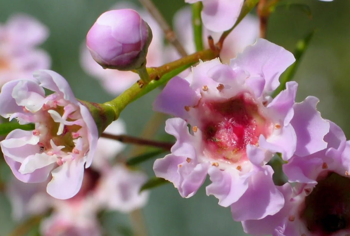 Geraldton Wax Kalbarri (Chamelaucium) - Ladybird Nursery