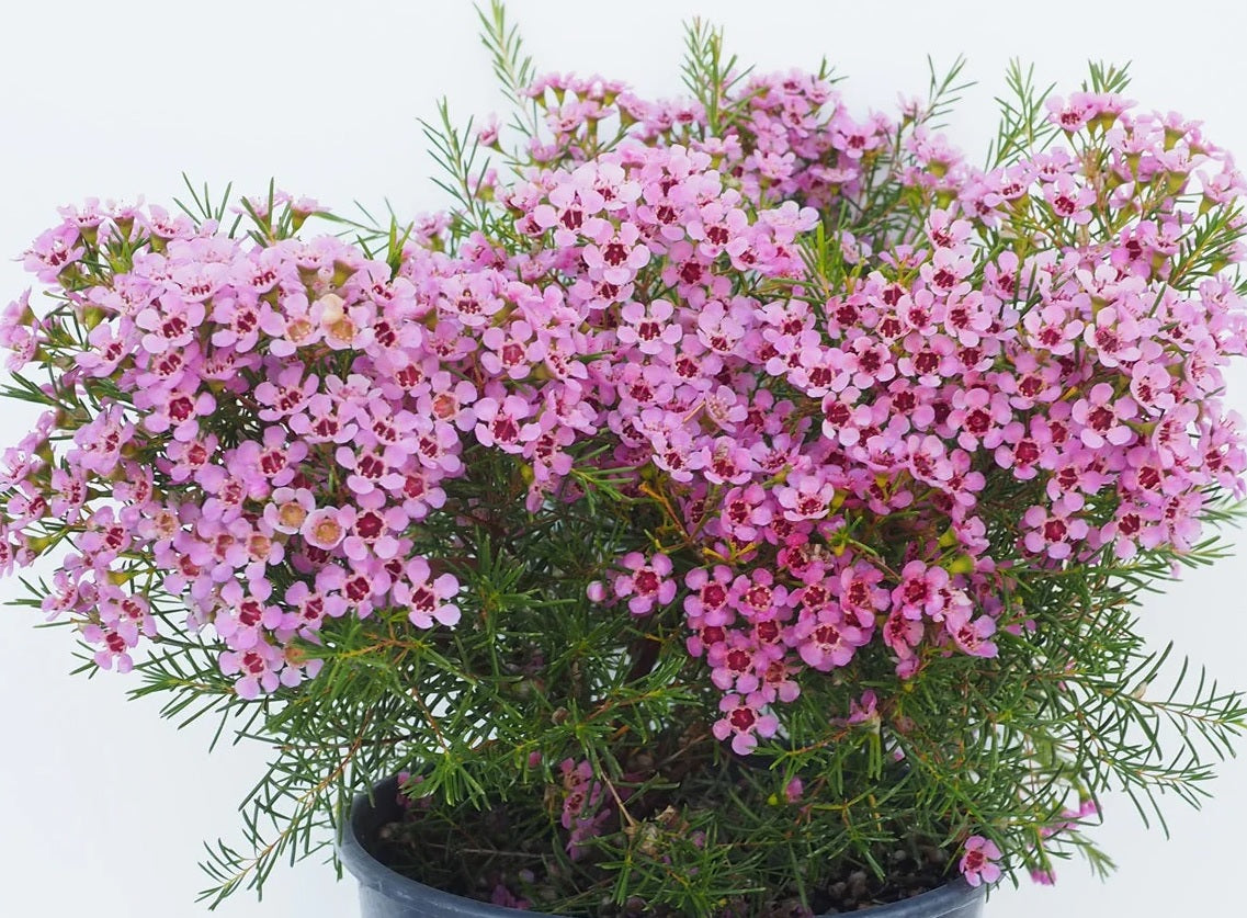 Geraldton Wax Local Hero (Chamelaucium)