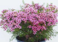 Geraldton Wax Local Hero (Chamelaucium) - Ladybird Nursery