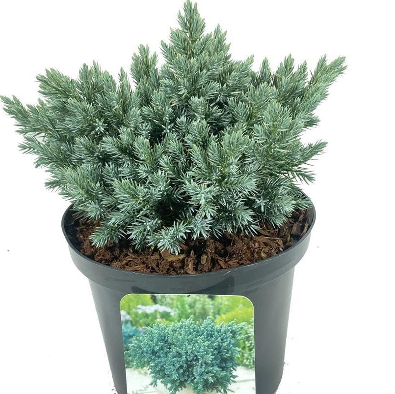 Flaky Juniper prostrata (Juniperus squamata)