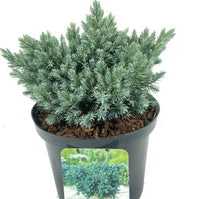Flaky Juniper prostrata (Juniperus squamata) - Ladybird Nursery