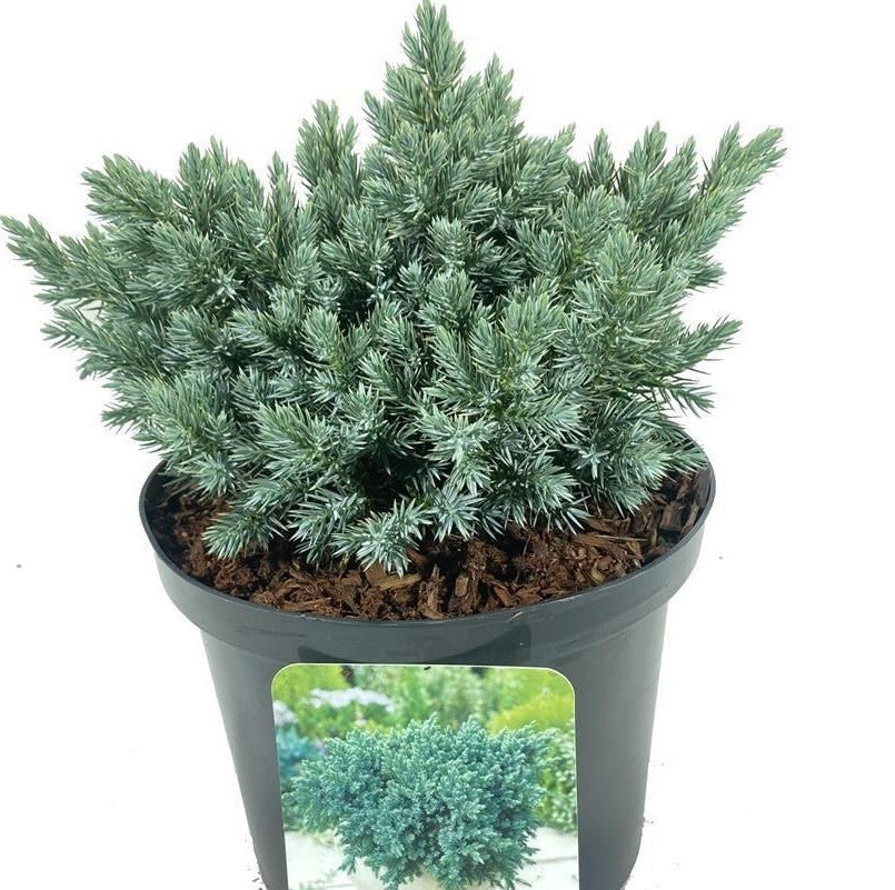 Flaky Juniper prostrata (Juniperus squamata) - Ladybird Nursery