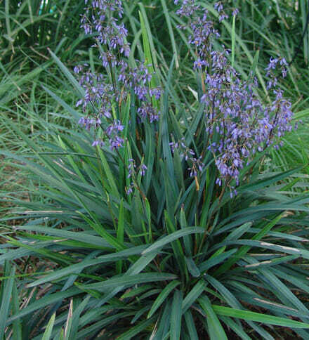 Flax Lily Fountain (Dianella Emerald)