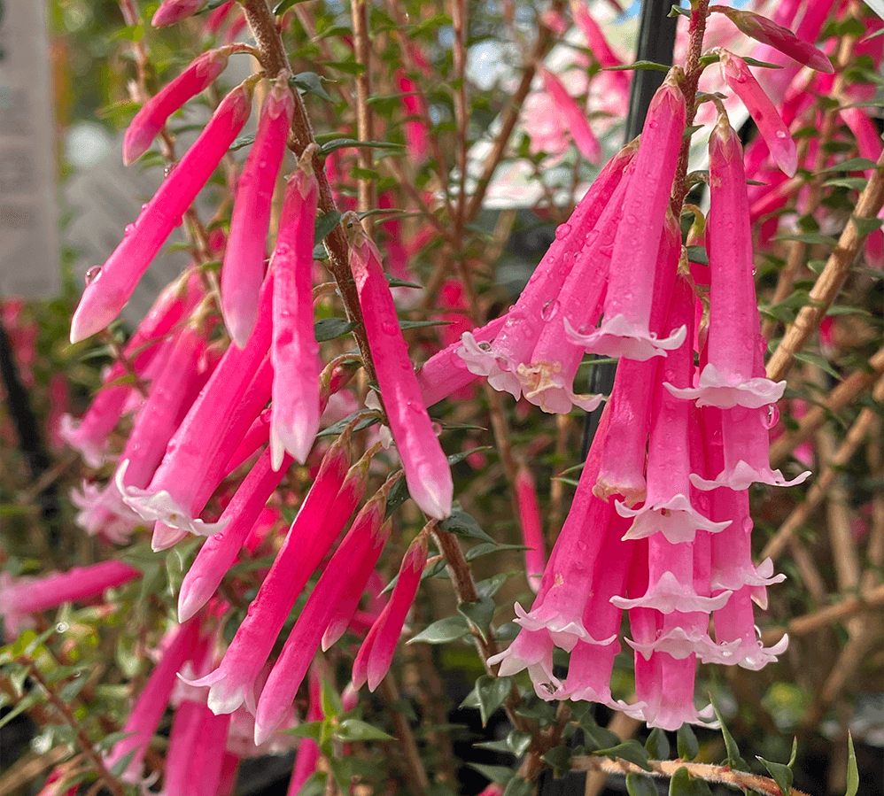 Fuchsia Heath Pipes (Epacris Pan)