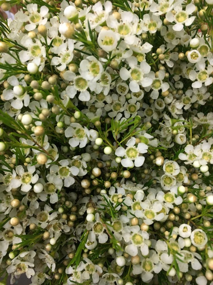 Geraldton Wax Marshmallow Delight (Chamelaucium)
