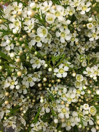 Geraldton Wax Marshmallow Delight (Chamelaucium) - Ladybird Nursery