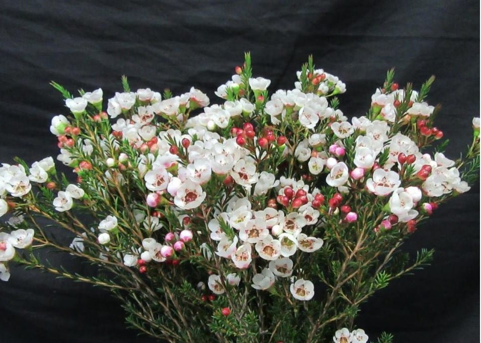Geraldton Wax Moonlight Delight (Chamelaucium) - Ladybird Nursery