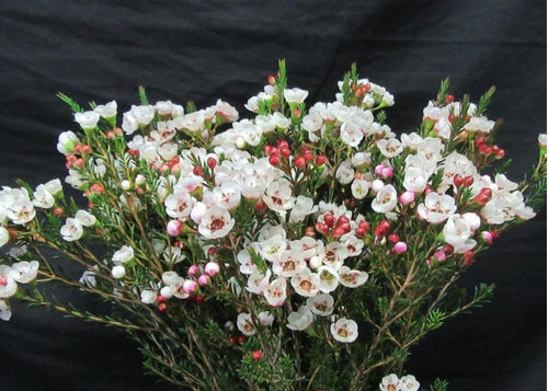 Geraldton Wax Moonlight Delight (Chamelaucium) - Ladybird Nursery