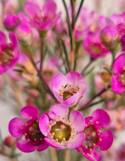 Geraldton Wax Ninas Delight (Chamelaucium) - Ladybird Nursery