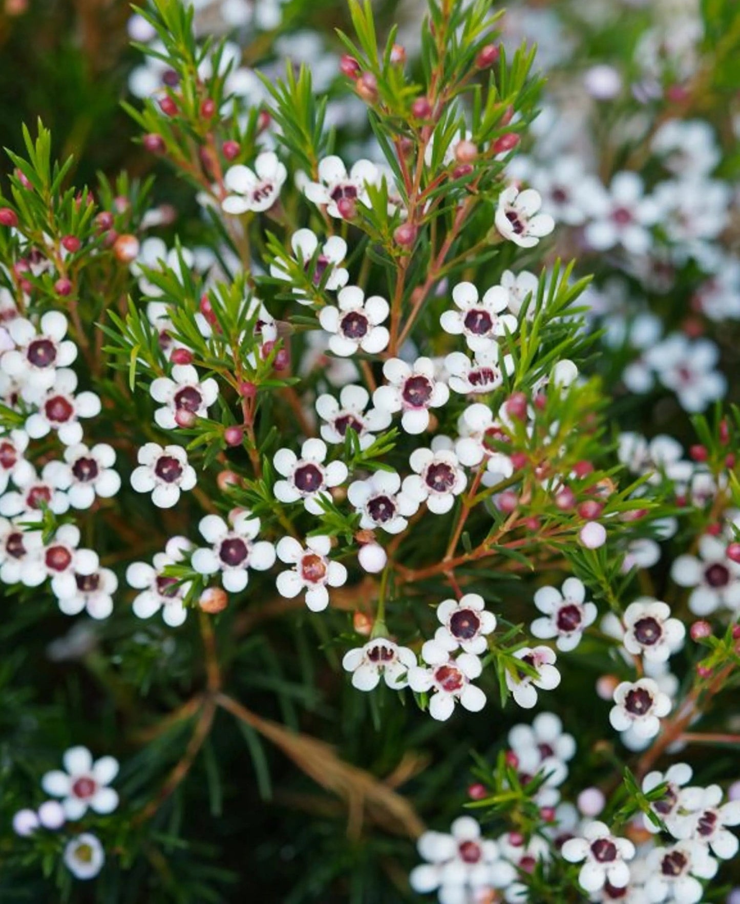 Geraldton Wax Rain (Chamelaucium)