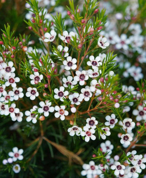 Geraldton Wax Rain (Chamelaucium) - Ladybird Nursery