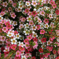 Geraldton Wax Sweet Sixteen (Chamelaucium) - Ladybird Nursery