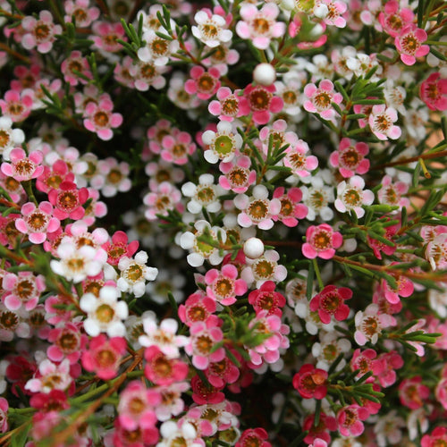 Geraldton Wax Sweet Sixteen (Chamelaucium) - Ladybird Nursery