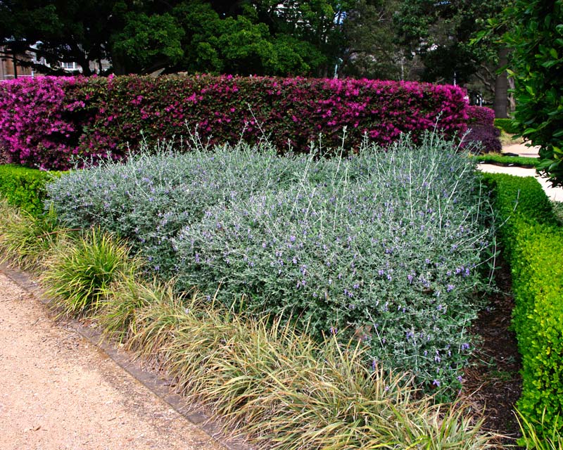 Germander (Teucrium fruticans)