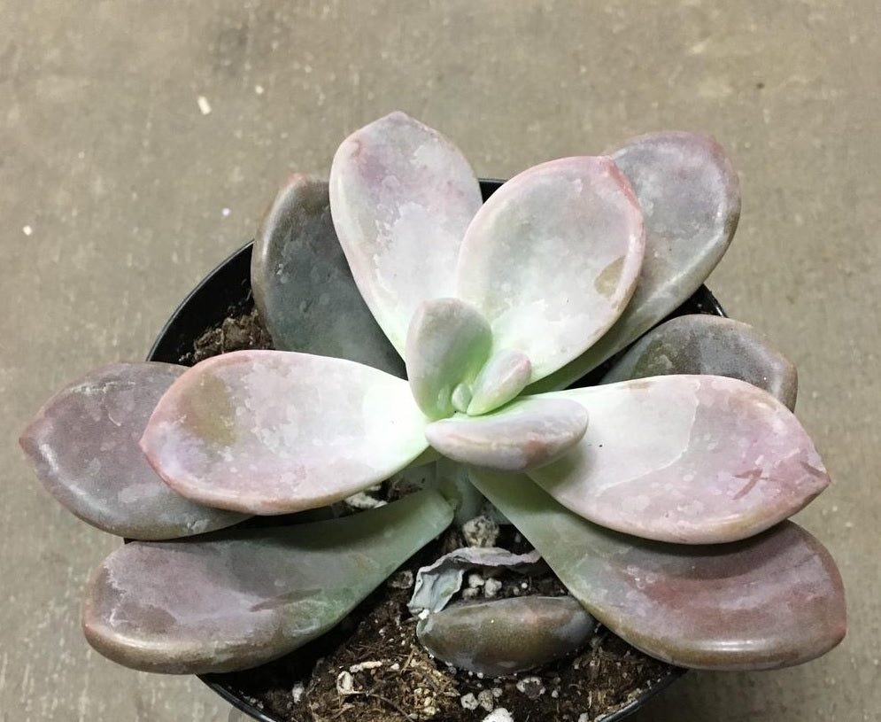 Ghost Plant (Graptopetalum pentandrum)