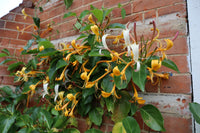 Giant Burmese Honeysuckle (Lonicera hildebrandiana)