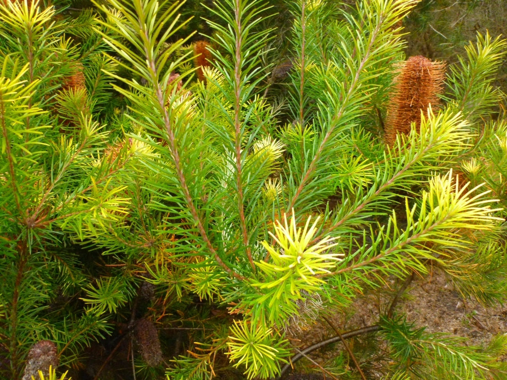 Giant Candles Banksia (Banksia Giant)