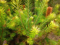 Giant Candles Banksia (Banksia Giant) - Ladybird Nursery