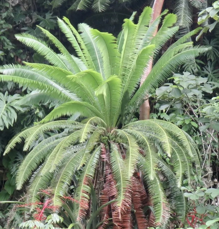 Giant Dioon (Dioon spinulosum)