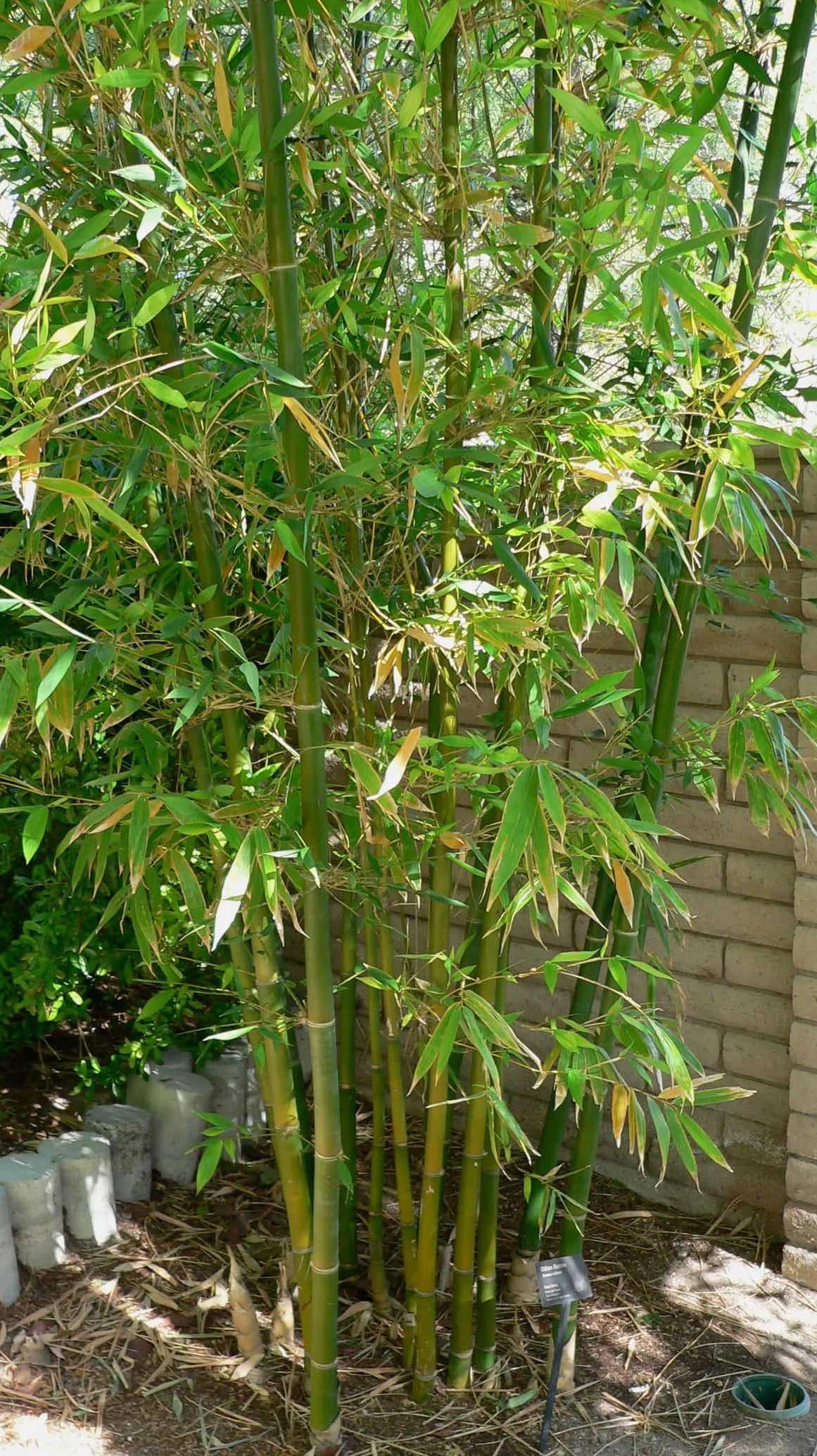 Giant Timber Bamboo Oldhams (Bambusa oldhamii)
