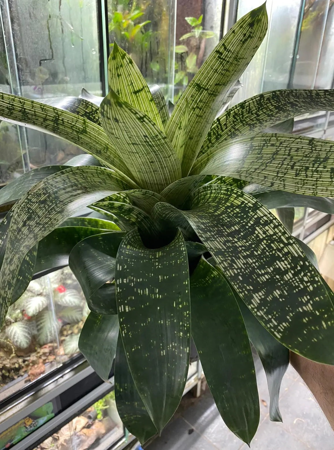 Giant Vriesea (Vriesea gigantea)