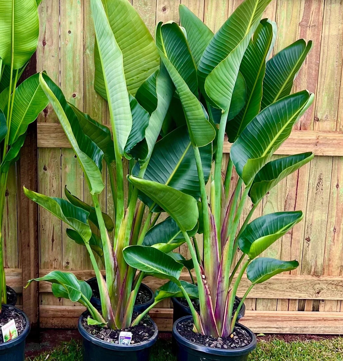 Bird of Paradise (Strelitzia nicolai) PICK UP ONLY