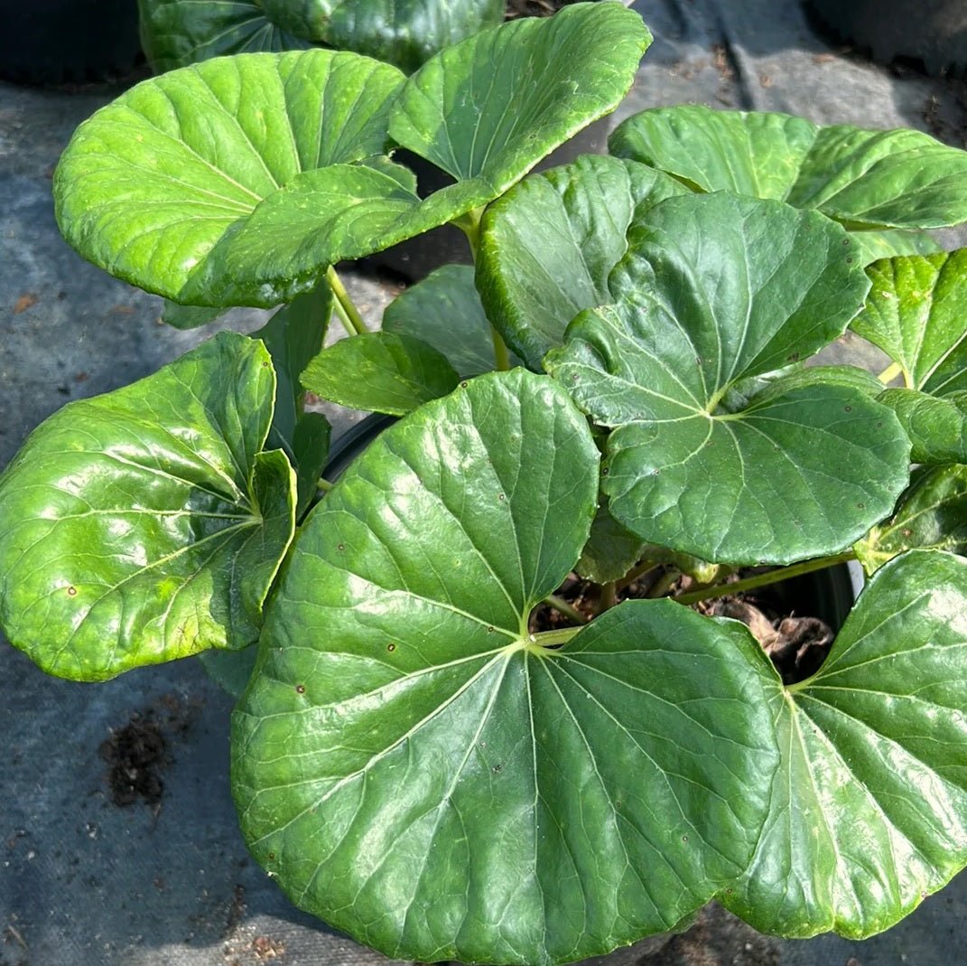 Gigantea Leopard Plant (Farfugium japonicum) - Ladybird Nursery