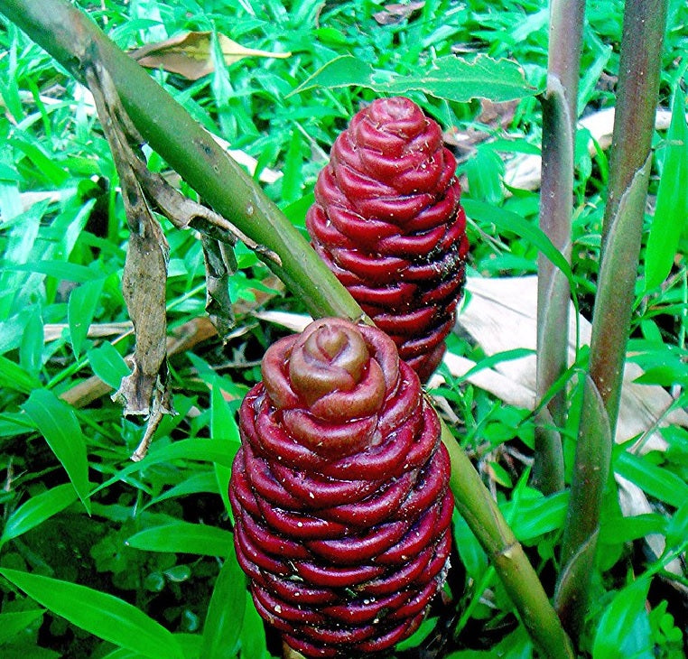 Ginger (Zingiber ottensii)