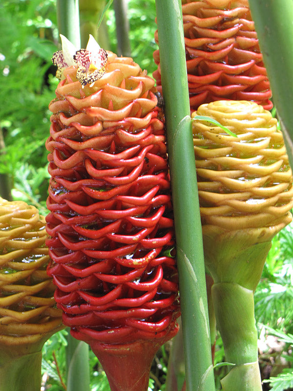 Ginger Chocolate Beehive (Zingiber macradenia)