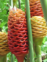 Ginger Chocolate Beehive (Zingiber macradenia) - Ladybird Nursery