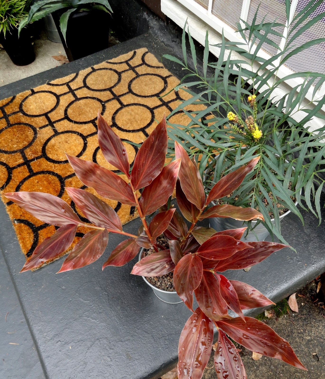 Ginger Midnight (Zingiber malaysianum)