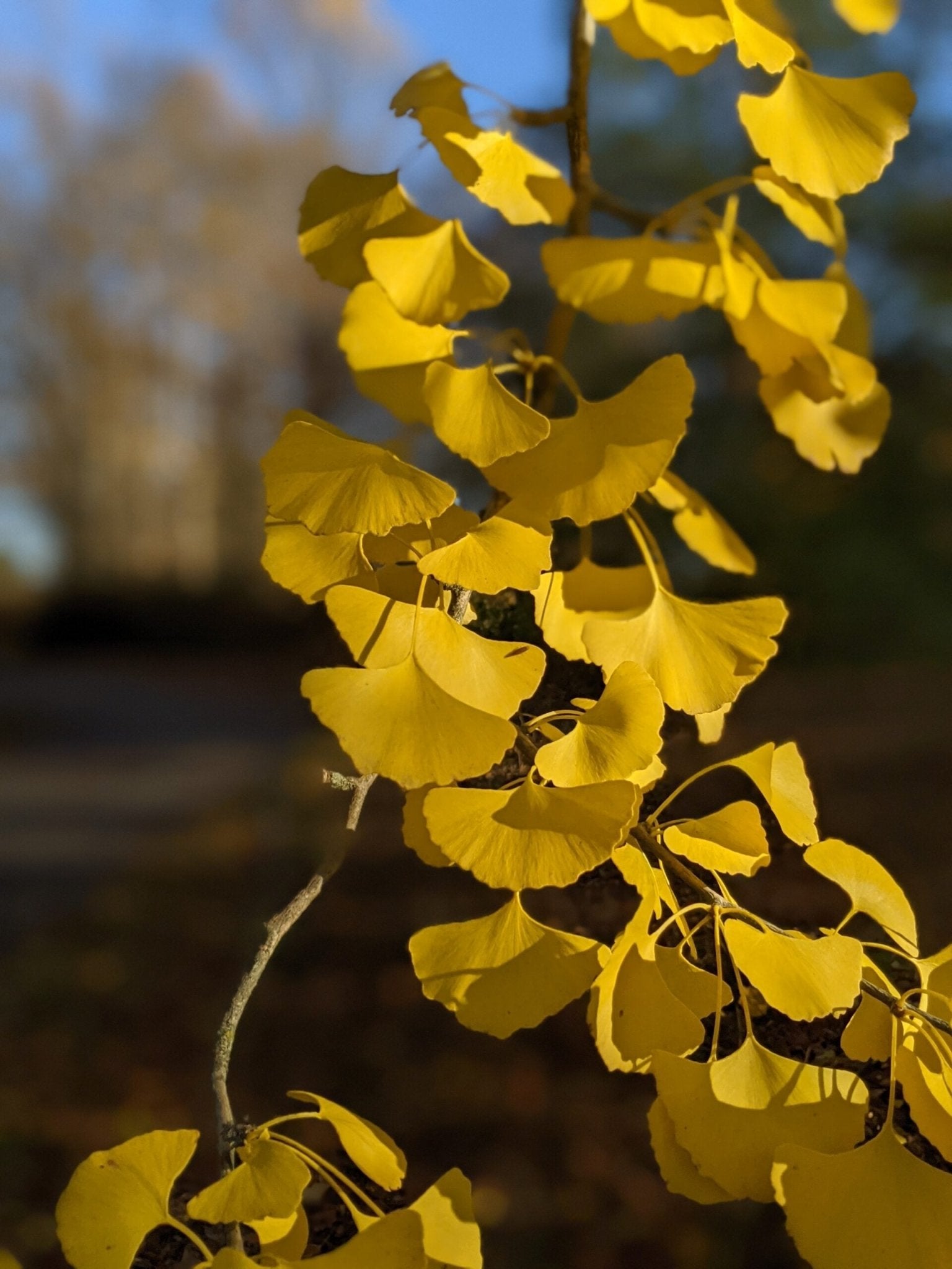 Ginkgo biloba Saratoga Fishtail Ginkgo - Ladybird Nursery