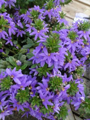 Fan Flower Top Pot (Scaevola aemula) - Ladybird Nursery