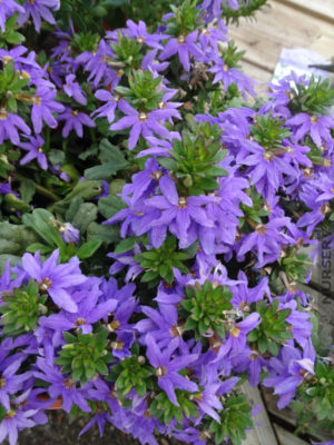 Fan Flower Top Pot (Scaevola aemula)