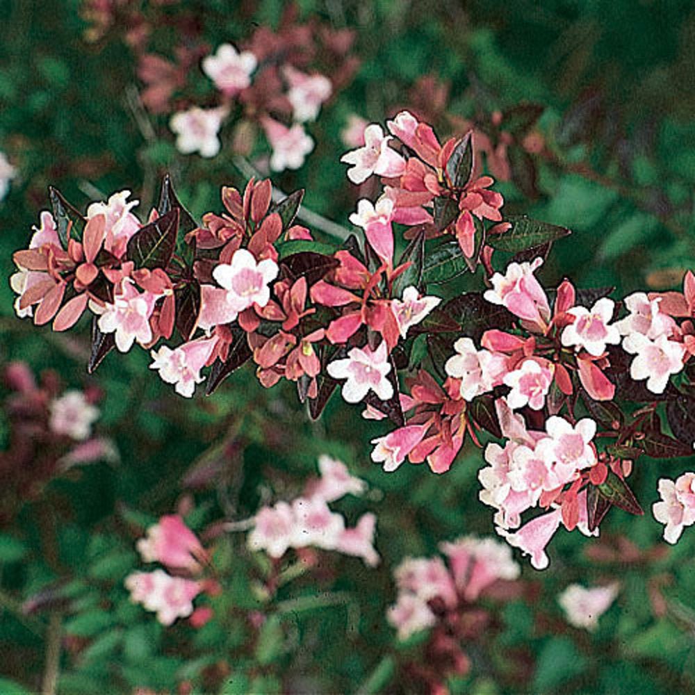 Glossy Abelia Dwarf (Abelia grandiflora) - Ladybird Nursery