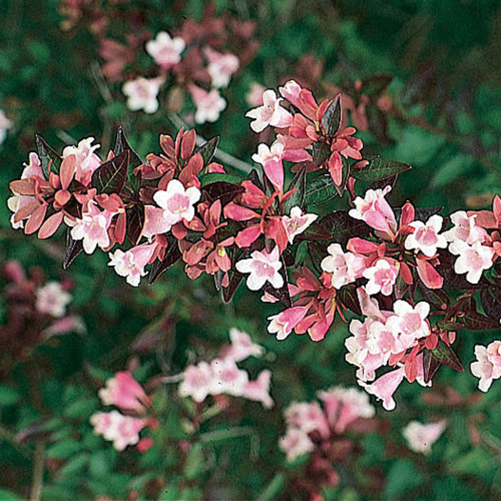 Glossy Abelia Dwarf (Abelia grandiflora)